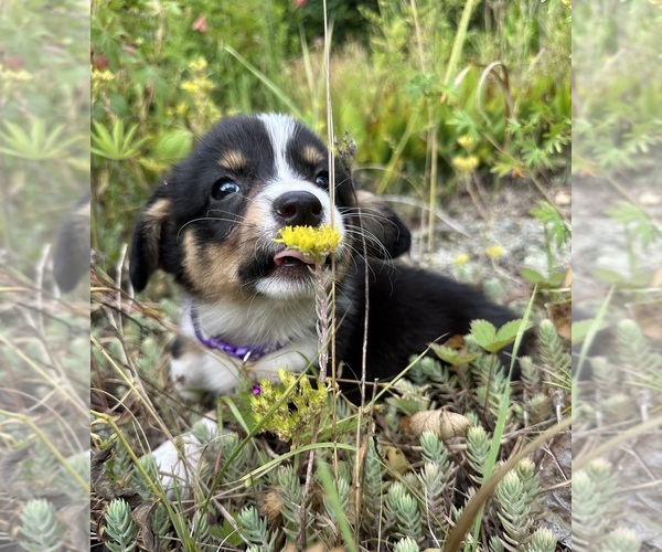 Medium Photo #22 Pembroke Welsh Corgi Puppy For Sale in PERKINSVILLE, VT, USA