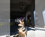 Small #2 German Shepherd Dog