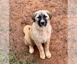Anatolian Shepherd-Great Pyrenees Mix Dogs for adoption in Higley, AZ, USA