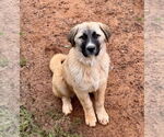 Small Anatolian Shepherd-Great Pyrenees Mix