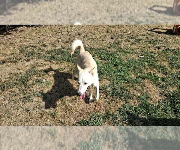 Medium Photo #9 Saluki-Whippet Mix Puppy For Sale in Sebec, ME, USA