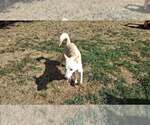 Small Photo #9 Saluki-Whippet Mix Puppy For Sale in Sebec, ME, USA