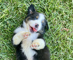 Small Photo #8 Australian Shepherd Puppy For Sale in PASO ROBLES, CA, USA