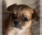 Small #7 Chihuahua