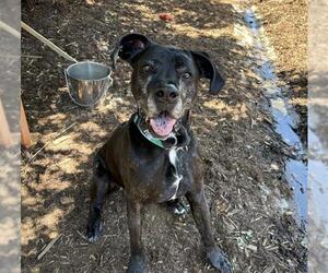 Boxer-Unknown Mix Dogs for adoption in Denver, CO, USA