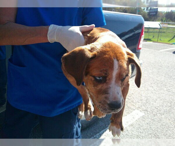 Medium Photo #1 Labrador Retriever-Unknown Mix Puppy For Sale in Ocala, FL, USA