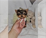 Small #3 Yorkshire Terrier