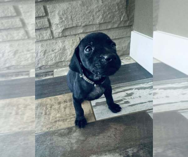 Medium Photo #1 German Shorthaired Pointer Puppy For Sale in PASCO, WA, USA