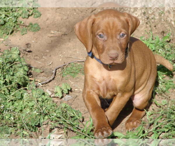 Medium Photo #4 Vizsla Puppy For Sale in AMORITA, OK, USA