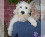 Small #3 Australian Shepherd Mix