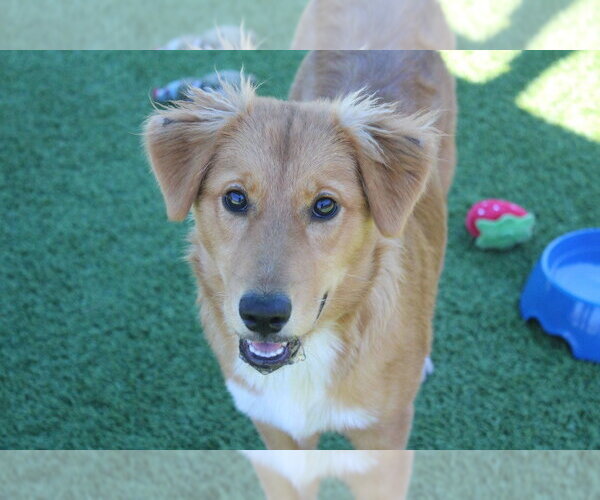 Medium Photo #1 Australian Retriever Puppy For Sale in Chestertown, MD, USA