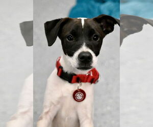 Rat Terrier-Unknown Mix Dogs for adoption in Wakefield, RI, USA