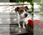 Small #24 Basenji-Rat Terrier Mix