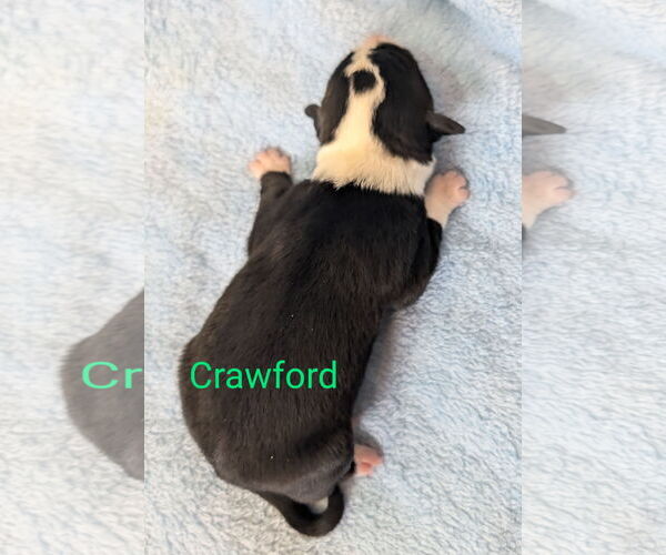 Medium Photo #2 Border Collie-Unknown Mix Puppy For Sale in Chinook, MT, USA