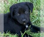 Small Photo #3 Colonial Cocker Spaniel-Unknown Mix Puppy For Sale in San Diego, CA, USA