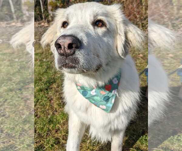 Medium Photo #7 Great Pyrenees Puppy For Sale in Spring, TX, USA