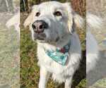 Small #6 Great Pyrenees