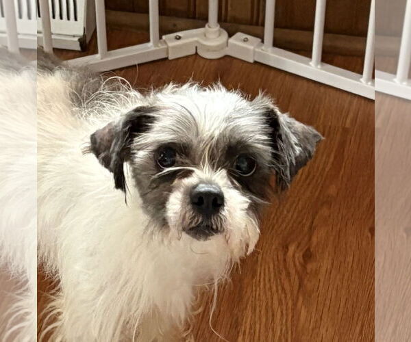 Medium Photo #1 Shih Tzu Puppy For Sale in Wheaton, IL, USA