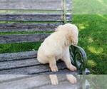Small Photo #4 Goldendoodle Puppy For Sale in LEON, KS, USA