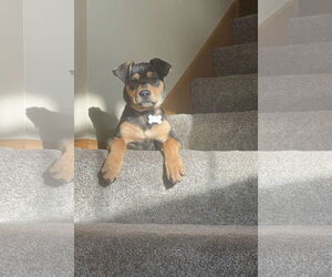 Colonial Cocker Spaniel-Labrador Retriever Mix Dogs for adoption in St. Louis Park, MN, USA