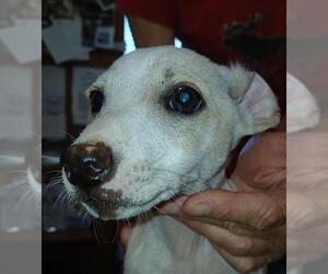 Miniature Pinscher-Unknown Mix Dogs for adoption in Lodi, CA, USA