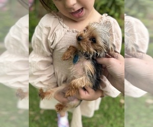 Yorkshire Terrier Puppy for sale in EULESS, TX, USA