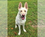 Small #2 German Shepherd Dog