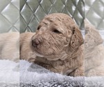 Puppy Mango Poodle (Standard)
