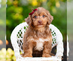 Small #5 Yorkipoo