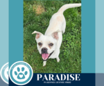 Small #5 Boston Terrier Mix