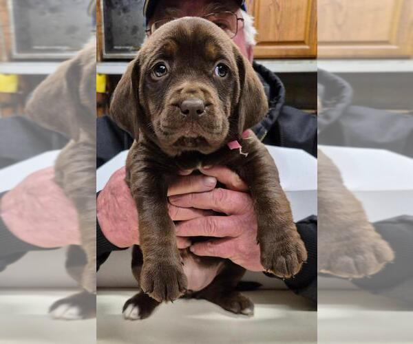 Medium Photo #3 Labany Puppy For Sale in MELFA, VA, USA