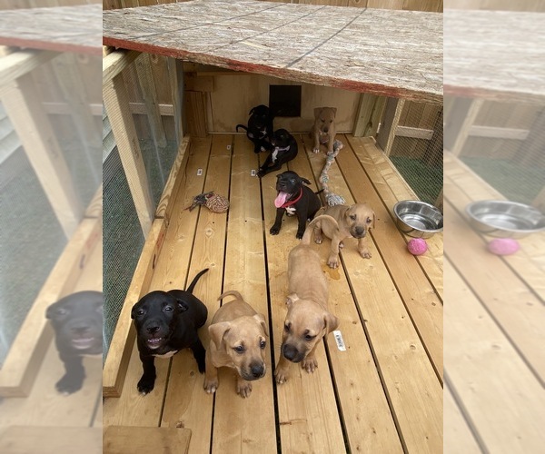 Medium Photo #1 American Pit Bull Terrier Puppy For Sale in CHARLOTTE, NC, USA