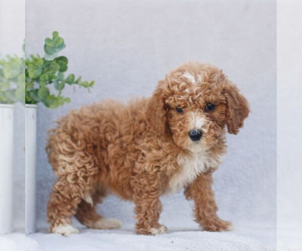 Medium Photo #4 Goldendoodle (Miniature) Puppy For Sale in EPHRATA, PA, USA