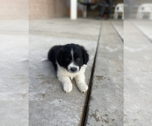 Border Collie Puppy for sale in CARSON, CA, USA