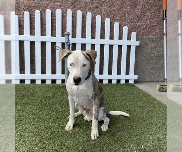Medium Photo #1 Mutt Puppy For Sale in Modesto, CA, USA