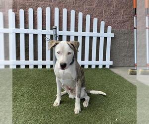Mutt Dogs for adoption in Modesto, CA, USA