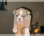 Small #21 Olde English Bulldogge