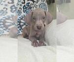 Puppy Mack Weimaraner