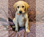 Puppy 3 Golden Labrador