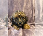 Small #1 Poodle (Miniature) Mix