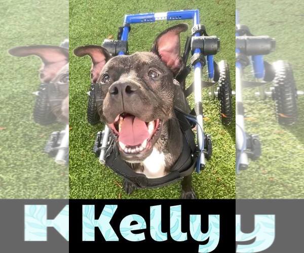 Medium Photo #7 Mutt Puppy For Sale in Pompano Beach , FL, USA