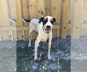 COURTESY POST: Pluto - Male Mutt Dog for Adoption - Photo #2