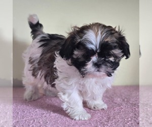 Shih-Poo Puppy for sale in REEDSBURG, WI, USA