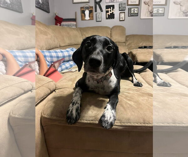 Medium Photo #4 Pointer-Unknown Mix Puppy For Sale in Germantown, OH, USA