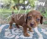 Puppy Tiny Cocker Spaniel