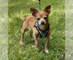 Small #2 Chiweenie