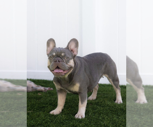 Mother of the French Bulldog puppies born on 03/31/2025