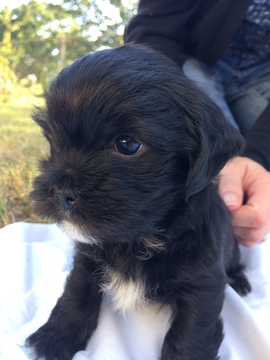 Medium Photo #1 Shih-Poo Puppy For Sale in QUINLAN, TX, USA