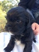Small Photo #1 Shih-Poo Puppy For Sale in QUINLAN, TX, USA