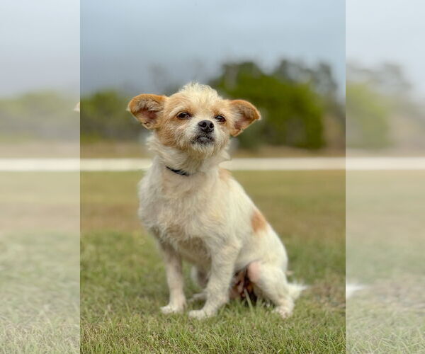 Medium Photo #1 Mutt Puppy For Sale in PIPE CREEK, TX, USA